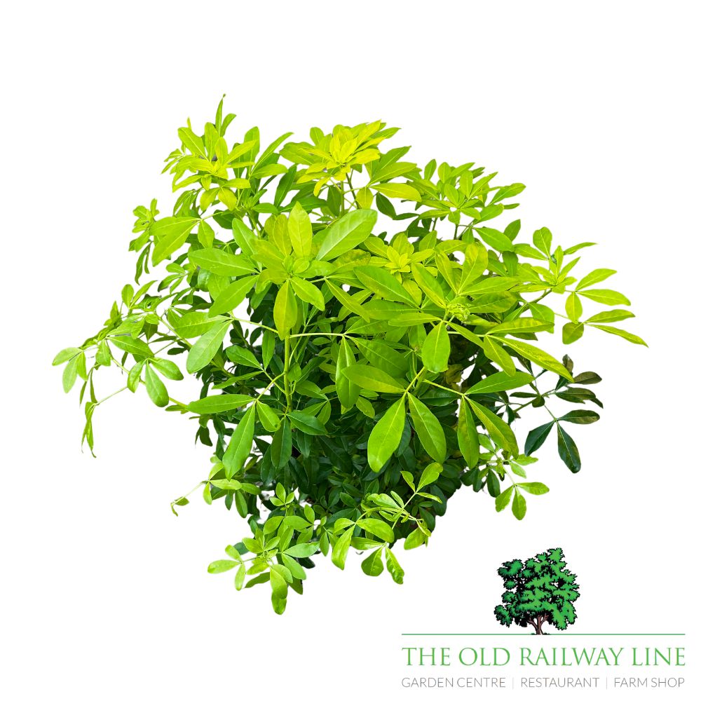 Choisya Ternata Brica Plant - 5Ltr Pot