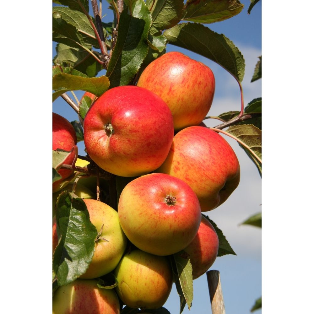 Frank P Matthews Apple 'Christmas Pippin' Fruit Tree - 12Ltr Pot