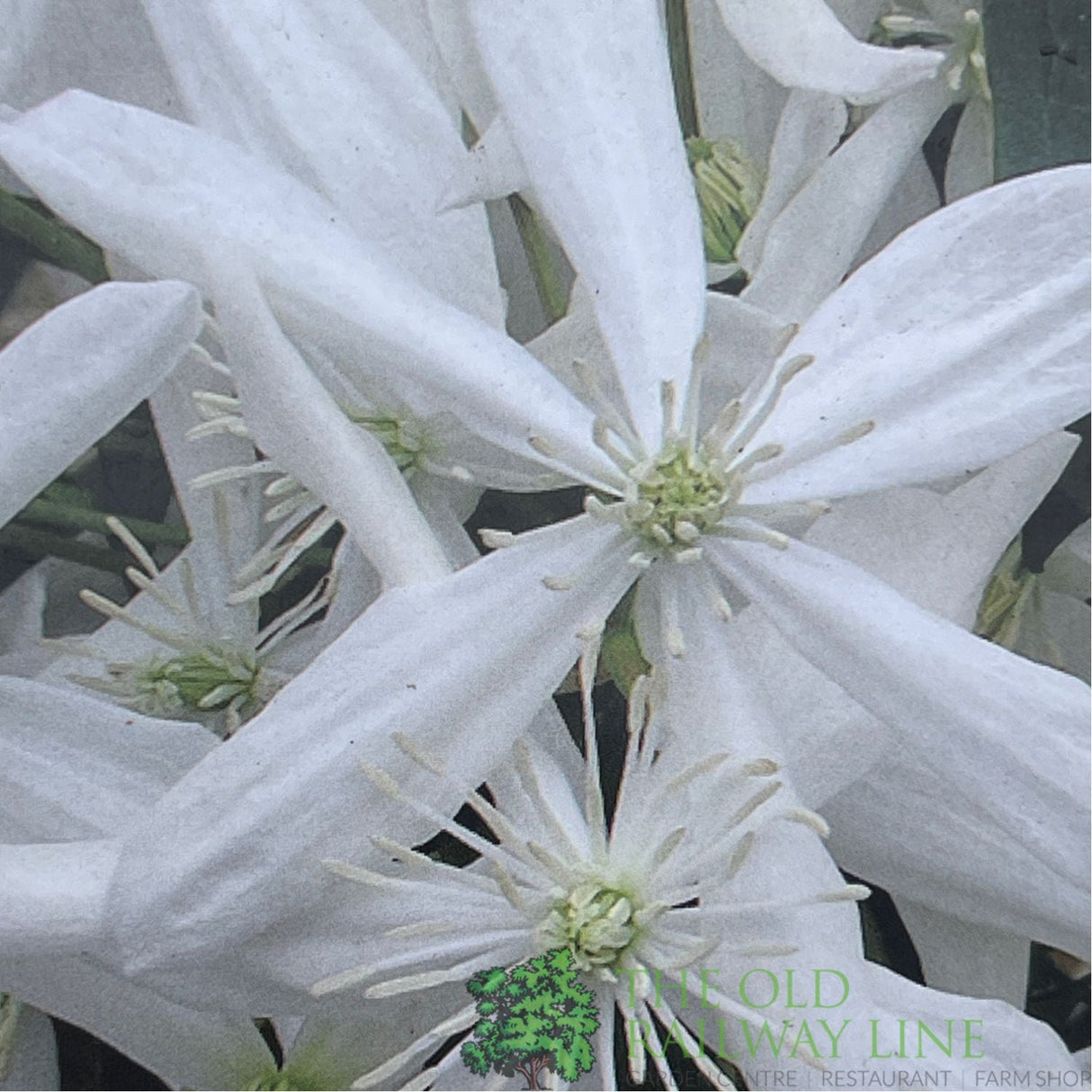 Clematis 'Armandi Snowdrift' White Climbing Plant - 2Ltr Pot - Old Railway Line Garden Centre