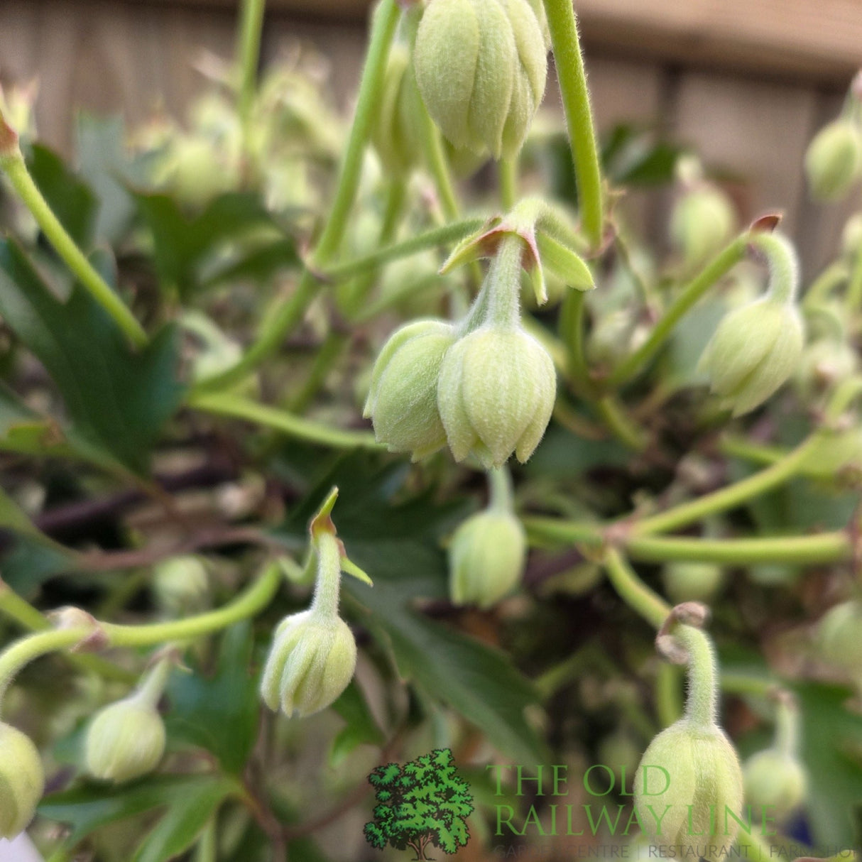 Clematis × cartmanii 'Avalanche' Climbing Plant 3.5Ltr Pot (Frame) - Old Railway Line Garden Centre