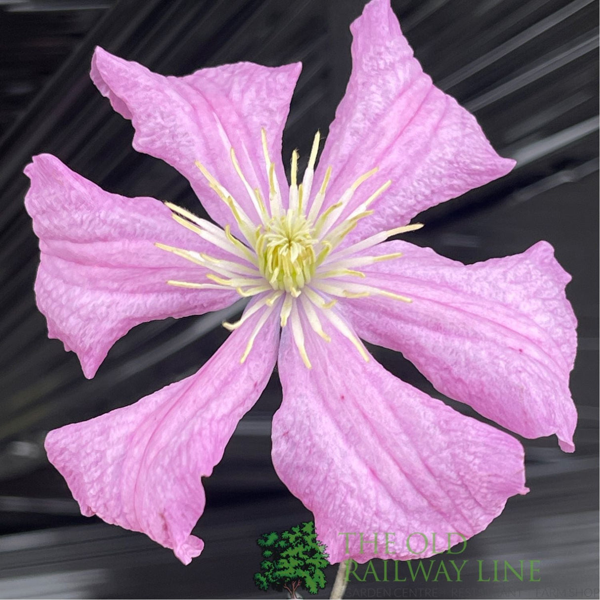 Clematis 'Comtesse De Bouchaud' Pink Climbing Plant - 3Ltr Pot - Old Railway Line Garden Centre