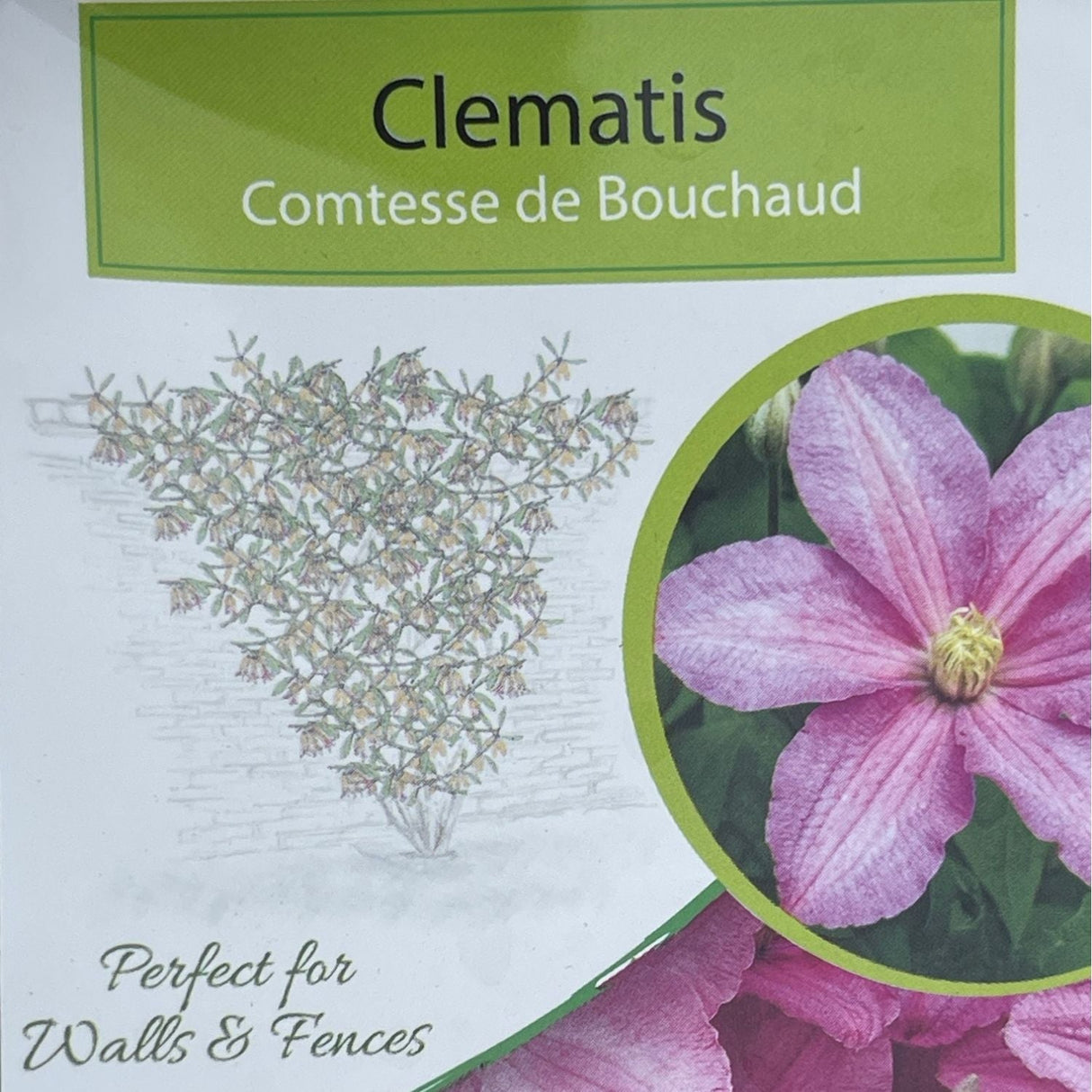 Clematis 'Comtesse De Bouchaud' Pink Climbing Plant - 3Ltr Pot - Old Railway Line Garden Centre
