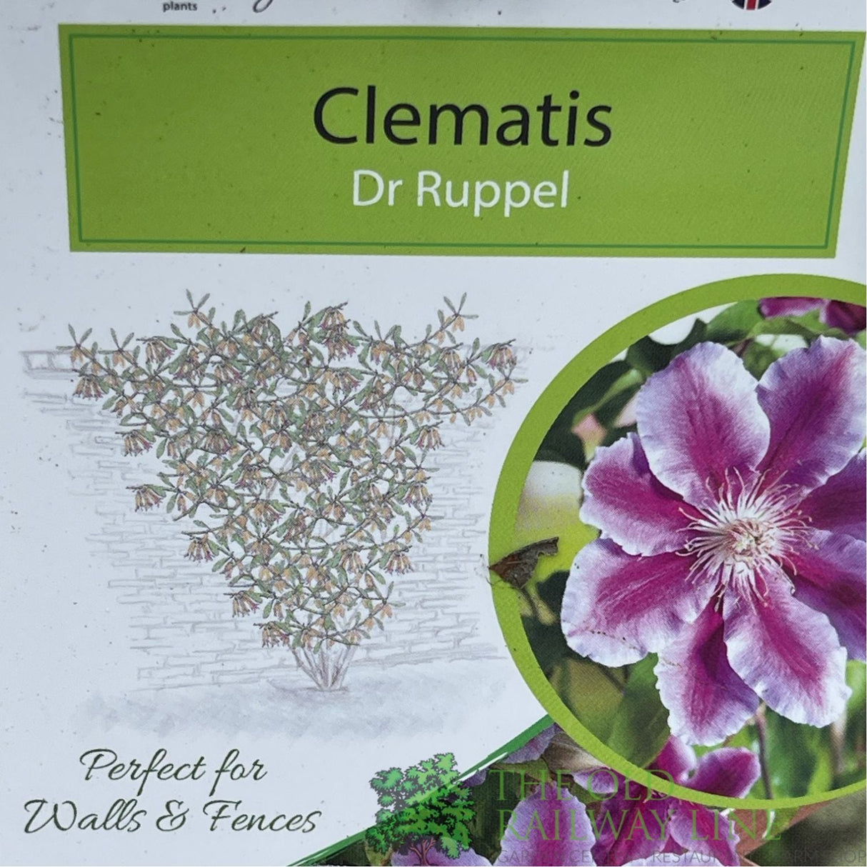 Clematis 'Dr Ruppel' Pink Climbing Plant - 3Ltr Pot - Old Railway Line Garden Centre