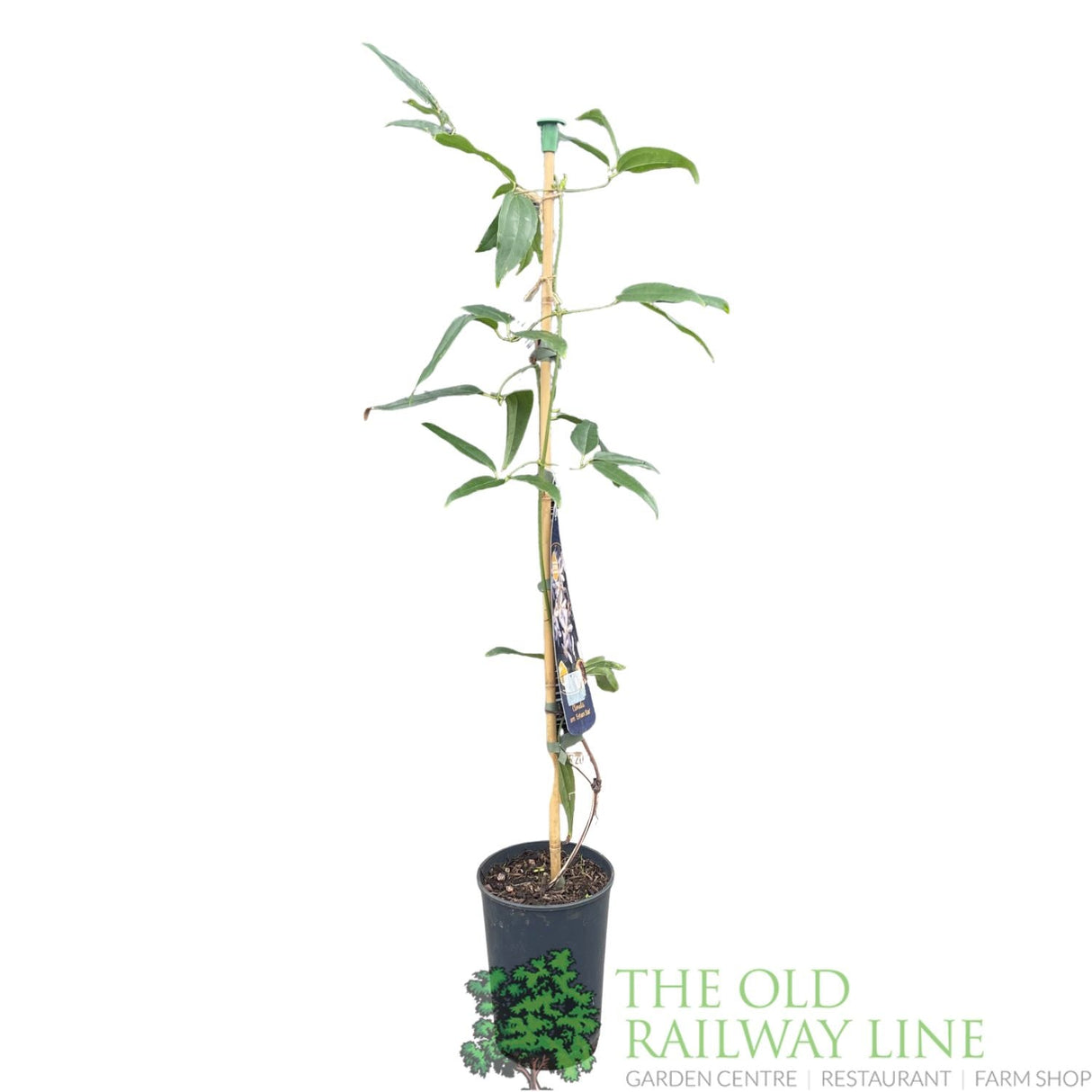 Clematis 'Enham Star' White Climbing Plant - 2Ltr Pot - Old Railway Line Garden Centre