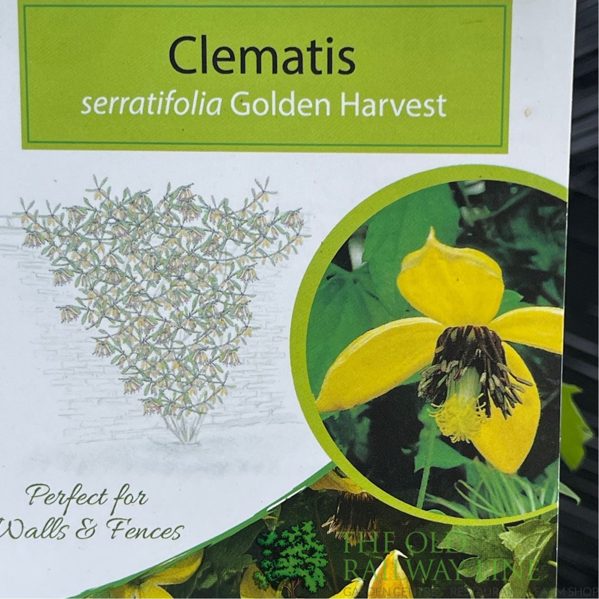 Clematis 'Golden Harvest' Yellow Climbing Plant - 3Ltr Pot - Old Railway Line Garden Centre