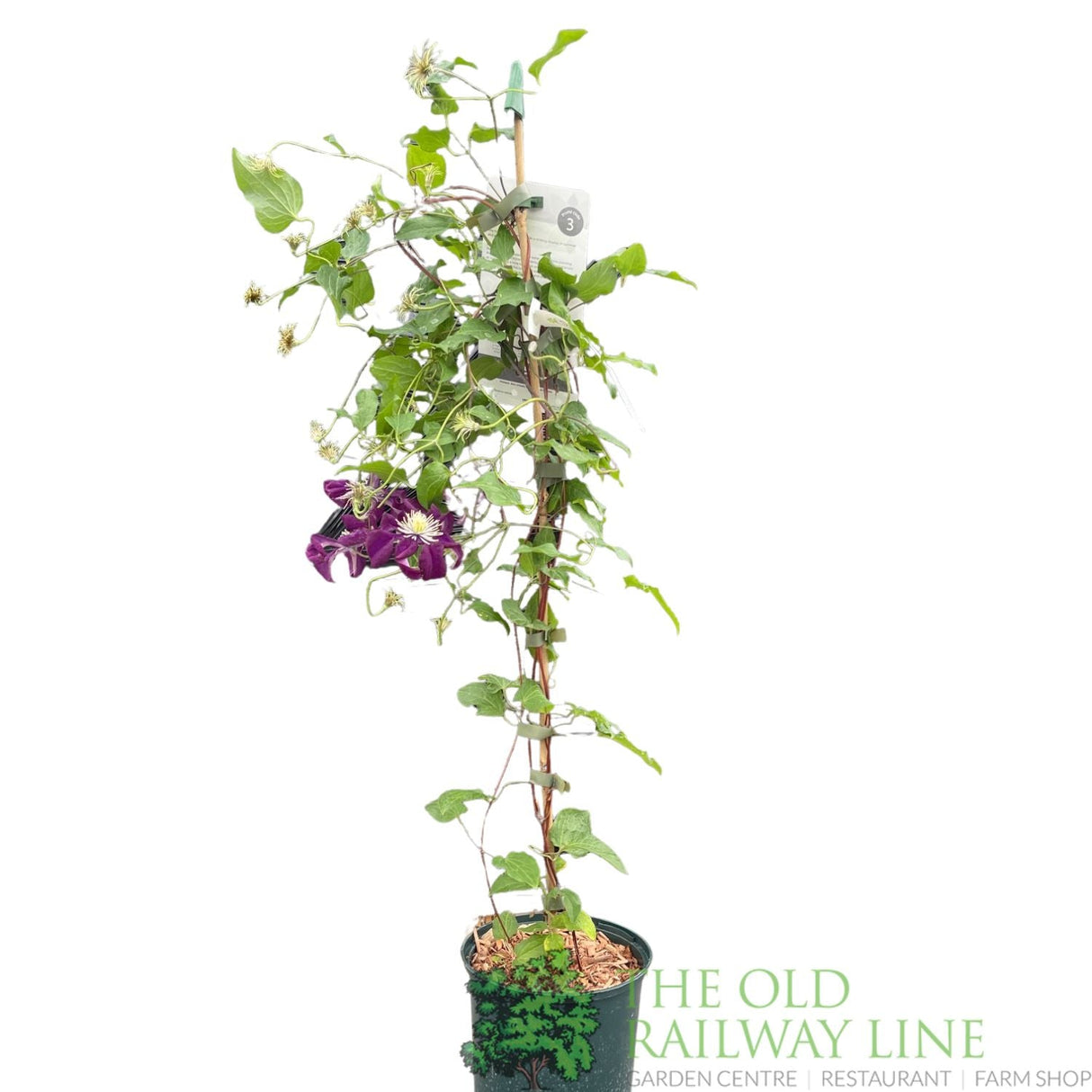 Clematis 'Jackmanii Superba' Purple Climbing Plant - 3Ltr Pot - Old Railway Line Garden Centre