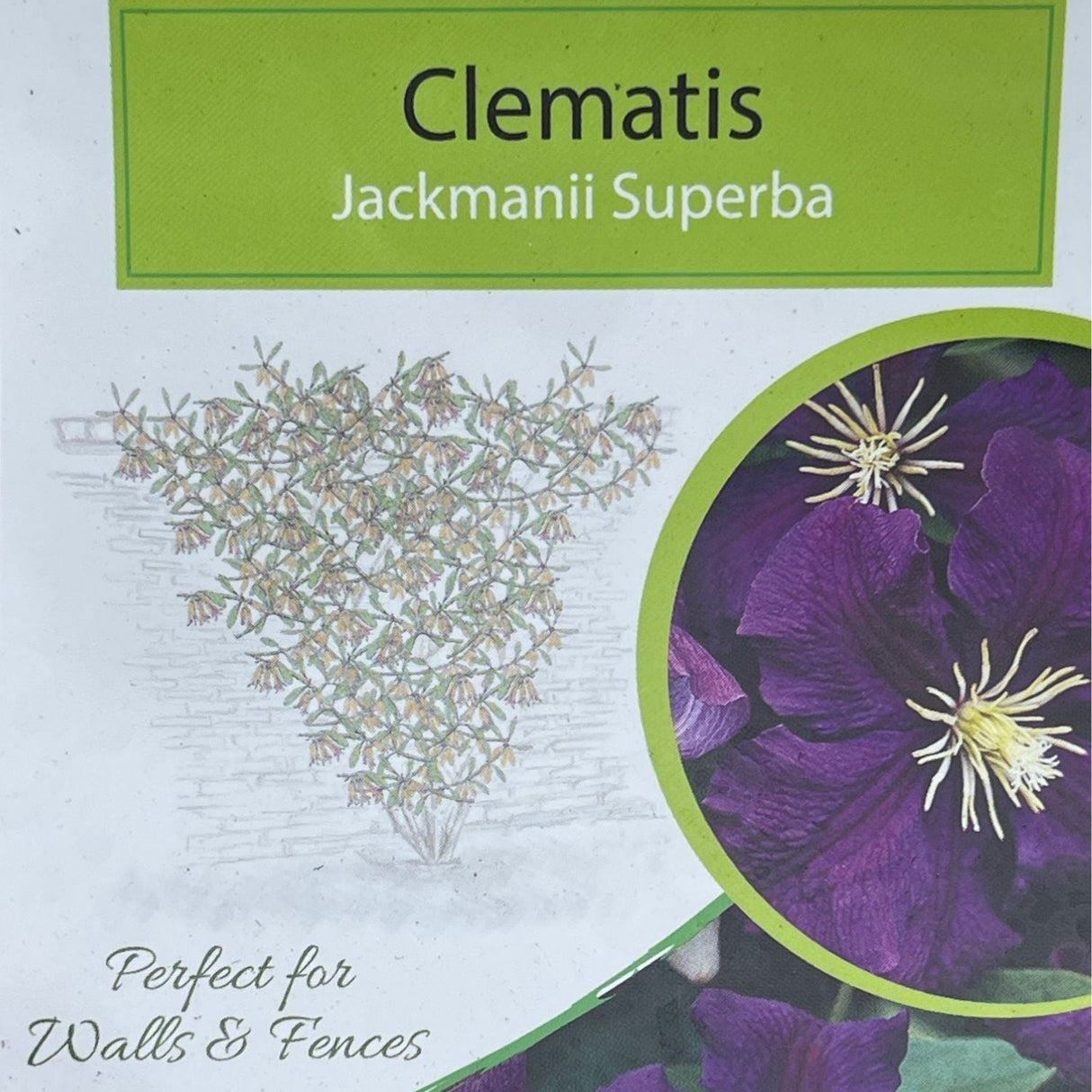 Clematis 'Jackmanii Superba' Purple Climbing Plant - 3Ltr Pot - Old Railway Line Garden Centre