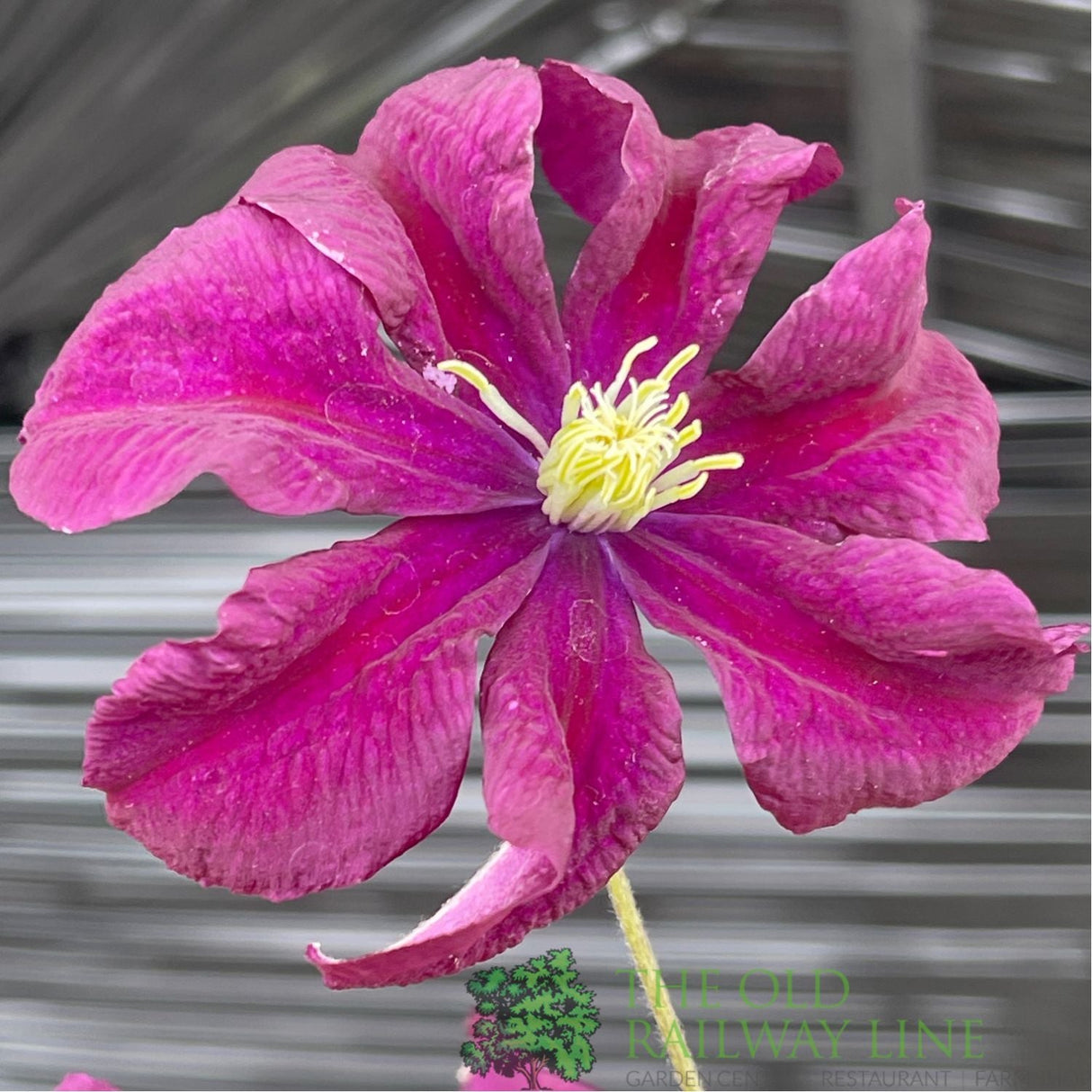 Clematis 'Warszawska Nike' Purple Climbing Plant - 3Ltr Pot - Old Railway Line Garden Centre