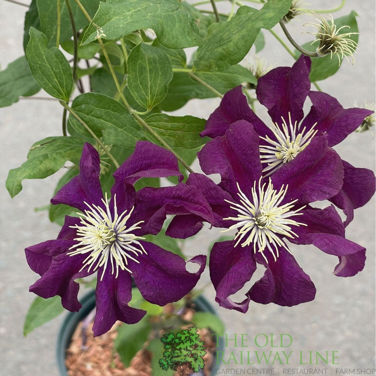 Clematis 'Warszawska Nike' Purple Climbing Plant - 3Ltr Pot - Old Railway Line Garden Centre