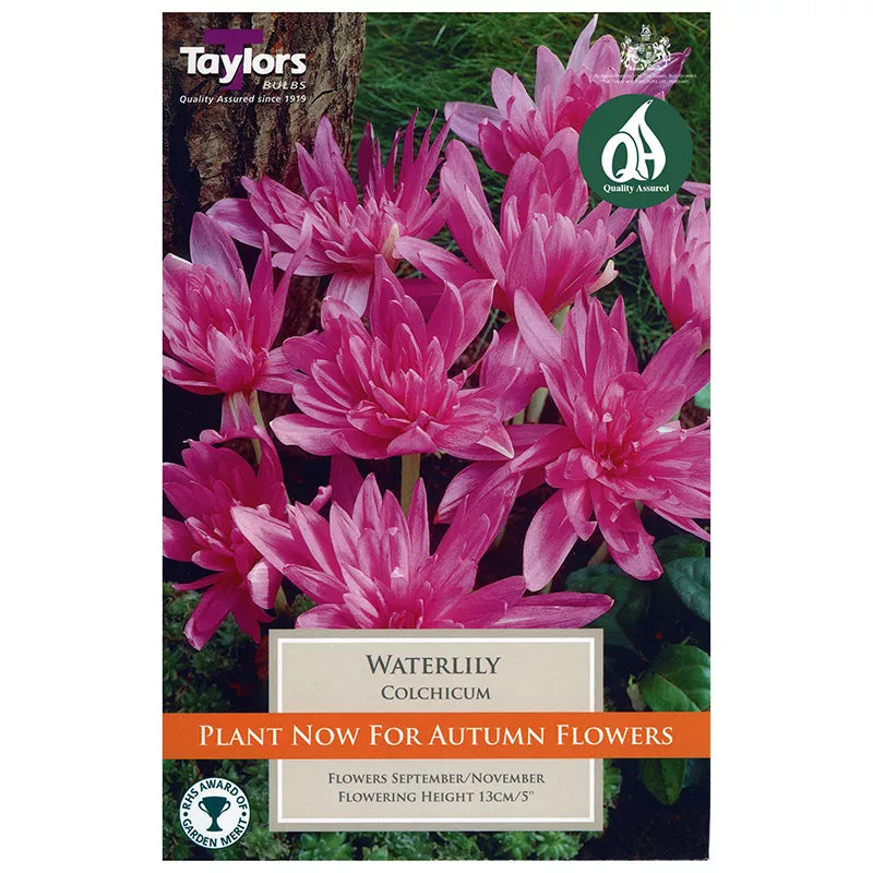 Taylors 1 Water Lily Colchicum Bulb