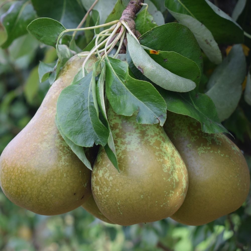 Pear Tree 'Conference' Fruit Tree 12Ltr Pot