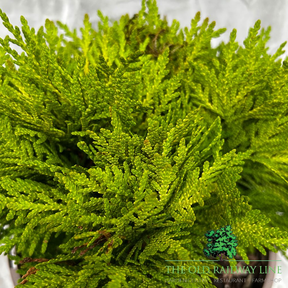 Thuja 'Mirjam' Conifer Plant - 3Ltr Pot