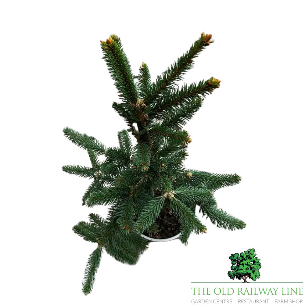 Picea 'Reflexa' Plant Conifer - 3Ltr Pot