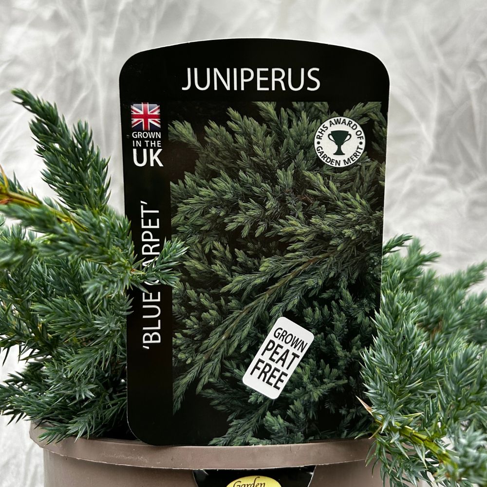 Juniperus 'Blue Carpet' Conifer Plant - 3Ltr Pot