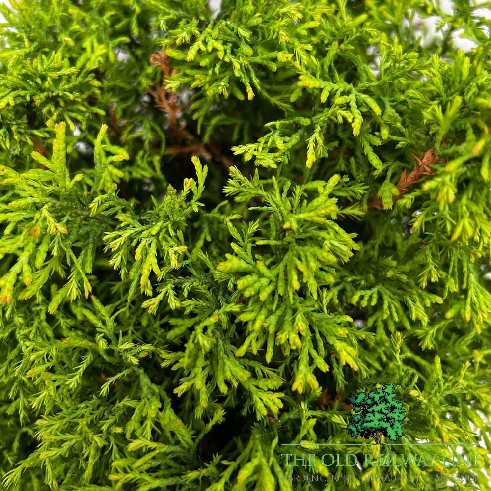 Thuja 'Fire Chief' Conifer Plant - 7.5Ltr Pot