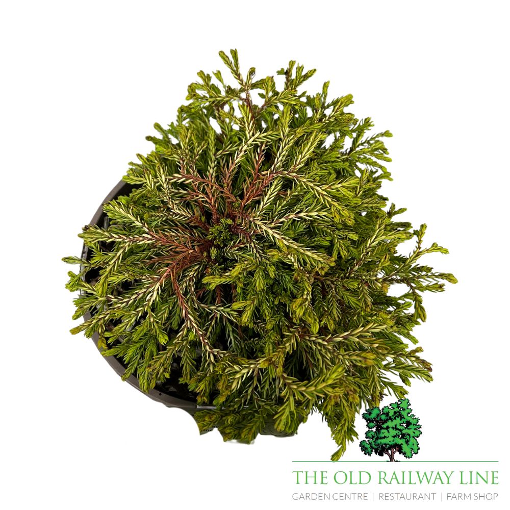 Thuja 'Golden Tuffet' Plant - 3Ltr Pot