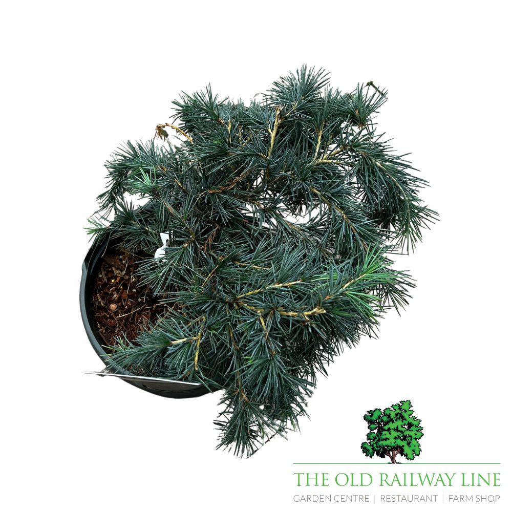 Cedrus deodara 'Feeling Blue' Plant - 5Ltr Pot