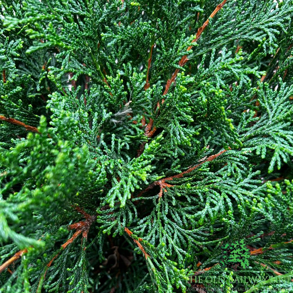 Chamaecyparis 'Pygmaea' Conifer Plant - 7.5Ltr Pot