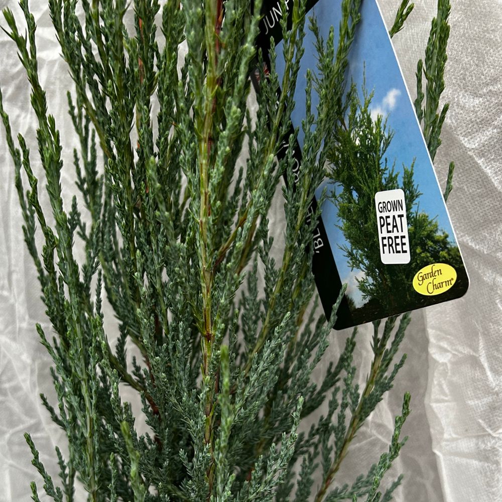 Juniperus scopulorum ‘Blue Arrow’ Juniper Plant - 3Ltr Pot
