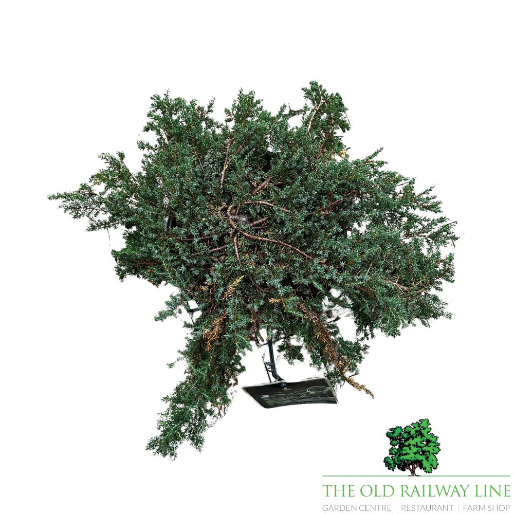 Juniperus 'Green Carpet' Conifer Plant - 5Ltr Pot