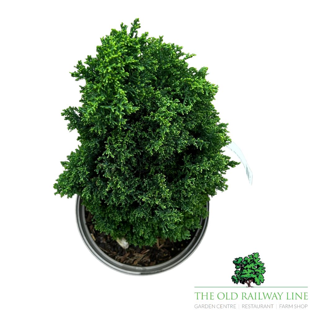 Chamaecyparis 'Ellwood's Gold Pillar' Conifer Plant - 7.5Ltr Pot