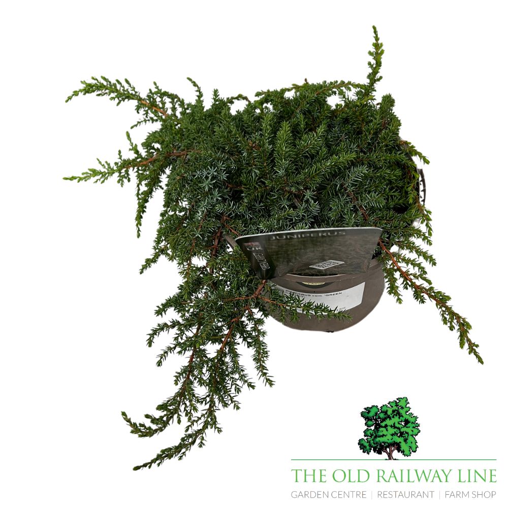 Juniperus 'Green Carpet' Conifer Plant - 3Ltr Pot