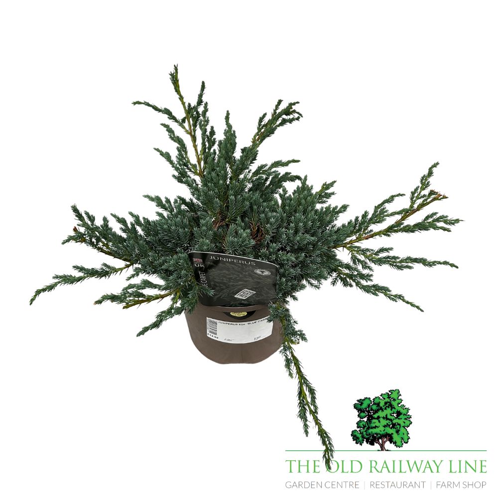 Juniperus 'Blue Carpet' Conifer Plant - 3Ltr Pot