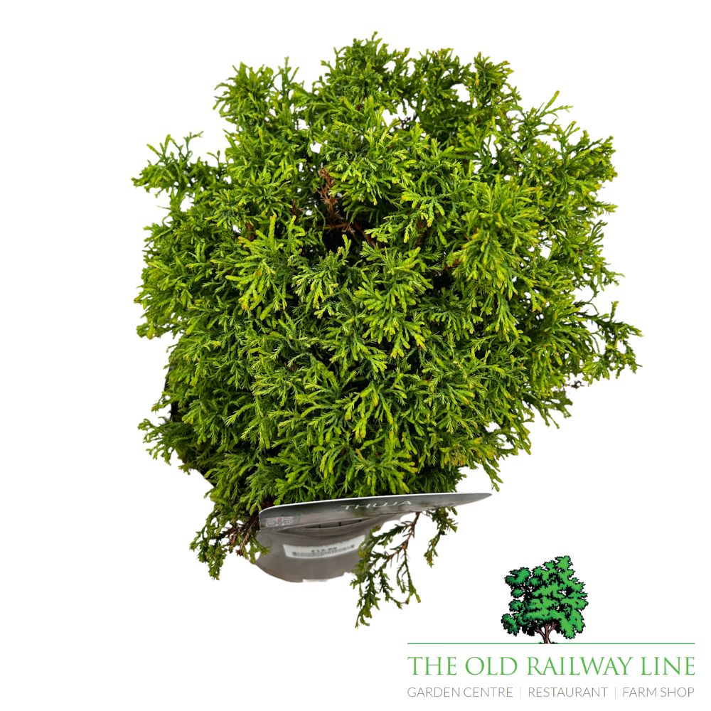 Thuja 'Fire Chief' Conifer Plant - 7.5Ltr Pot