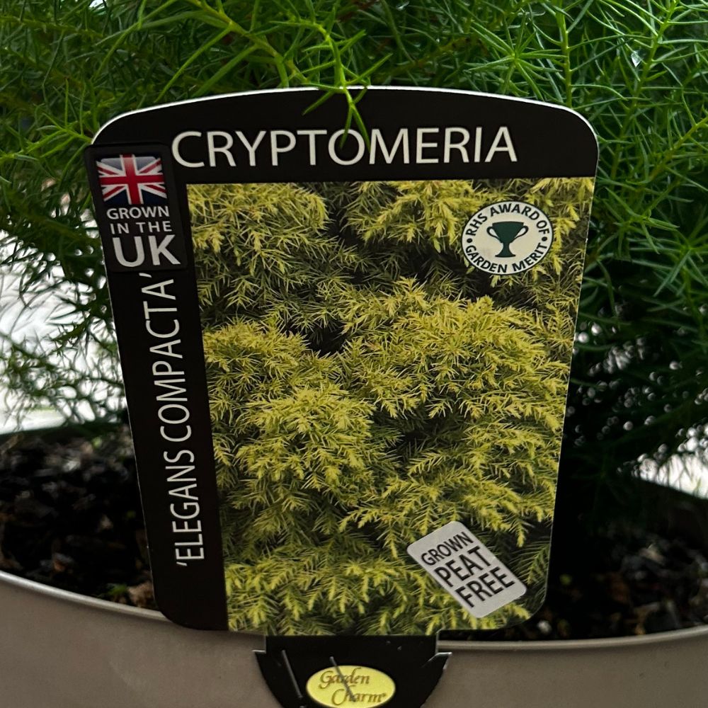 Cryptomeria 'Elegans Compacta' Conifer Plant - 10Ltr Pot