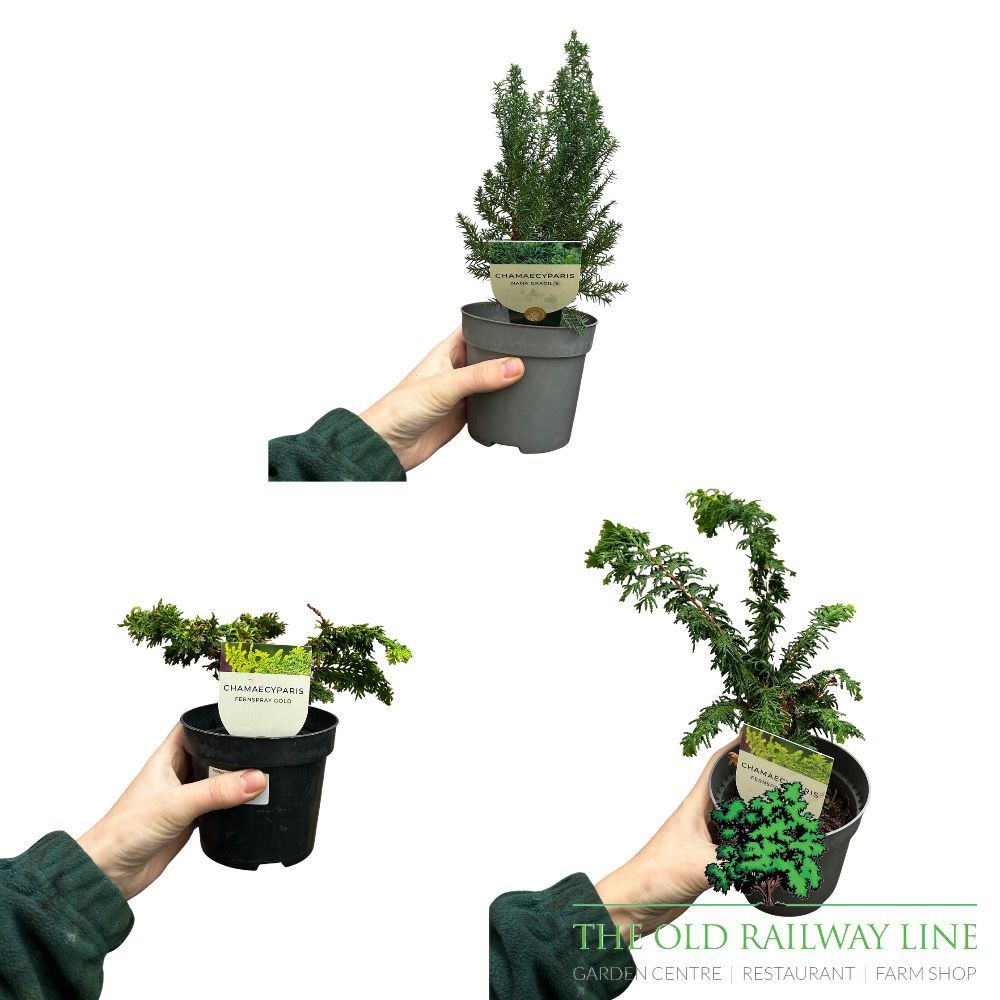 Conifer Mixed Conifer Plants - 10.5cm Pot