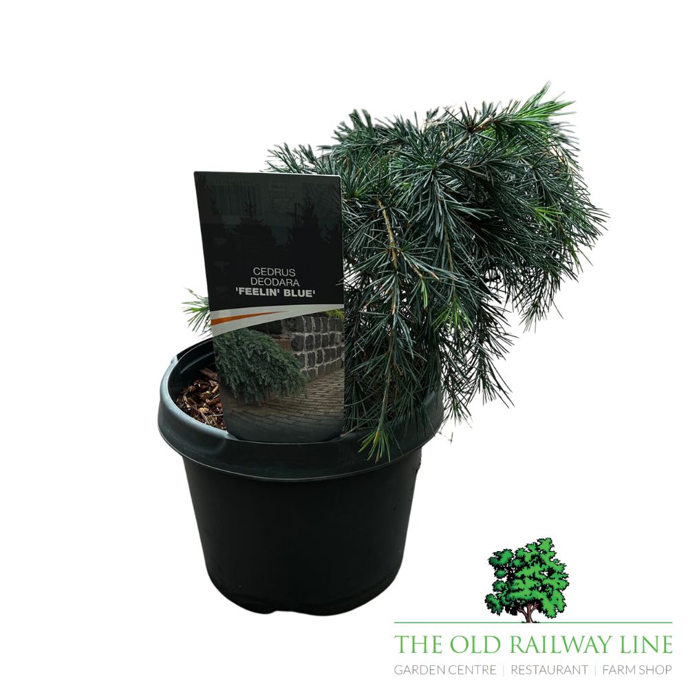 Cedrus deodara 'Feeling Blue' Plant - 5Ltr Pot
