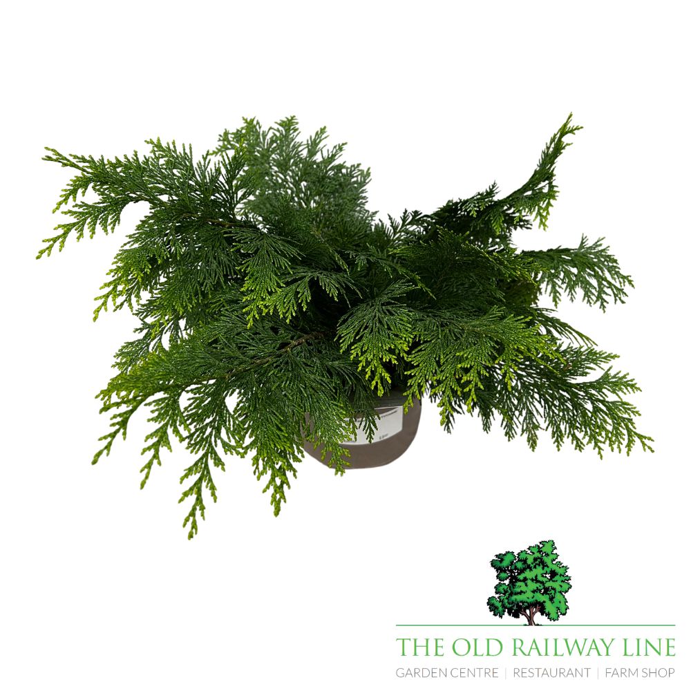 Chamaecyparis lawsoniana 'Yvonne' Plant 3ltr Pot