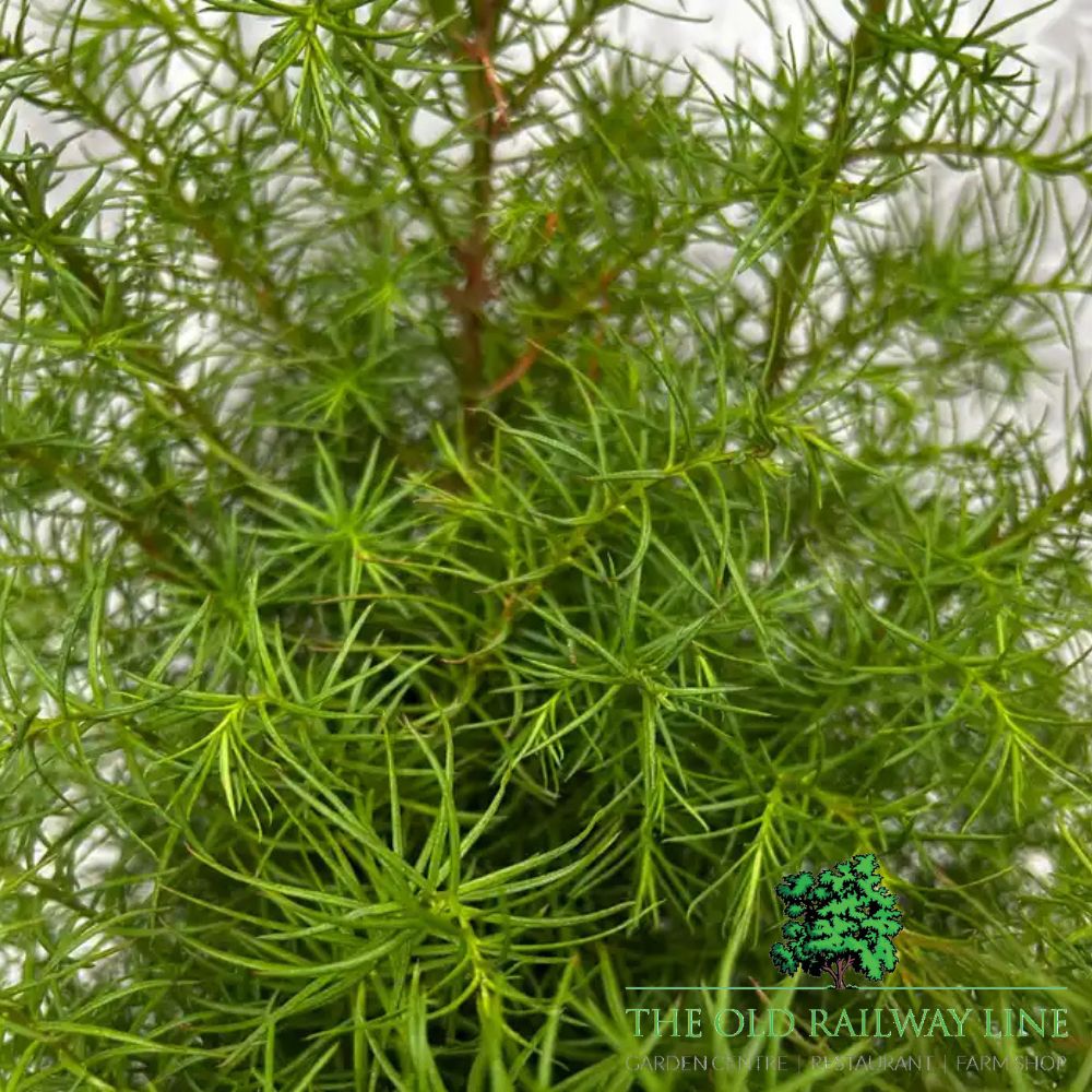 Cryptomeria 'Elegans Compacta' Conifer Plant - 3Ltr Pot