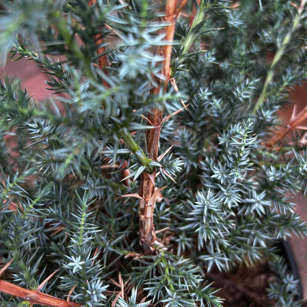 Juniperus Chin. Blue Alps Conifer Plant - 7.5Ltr Pot