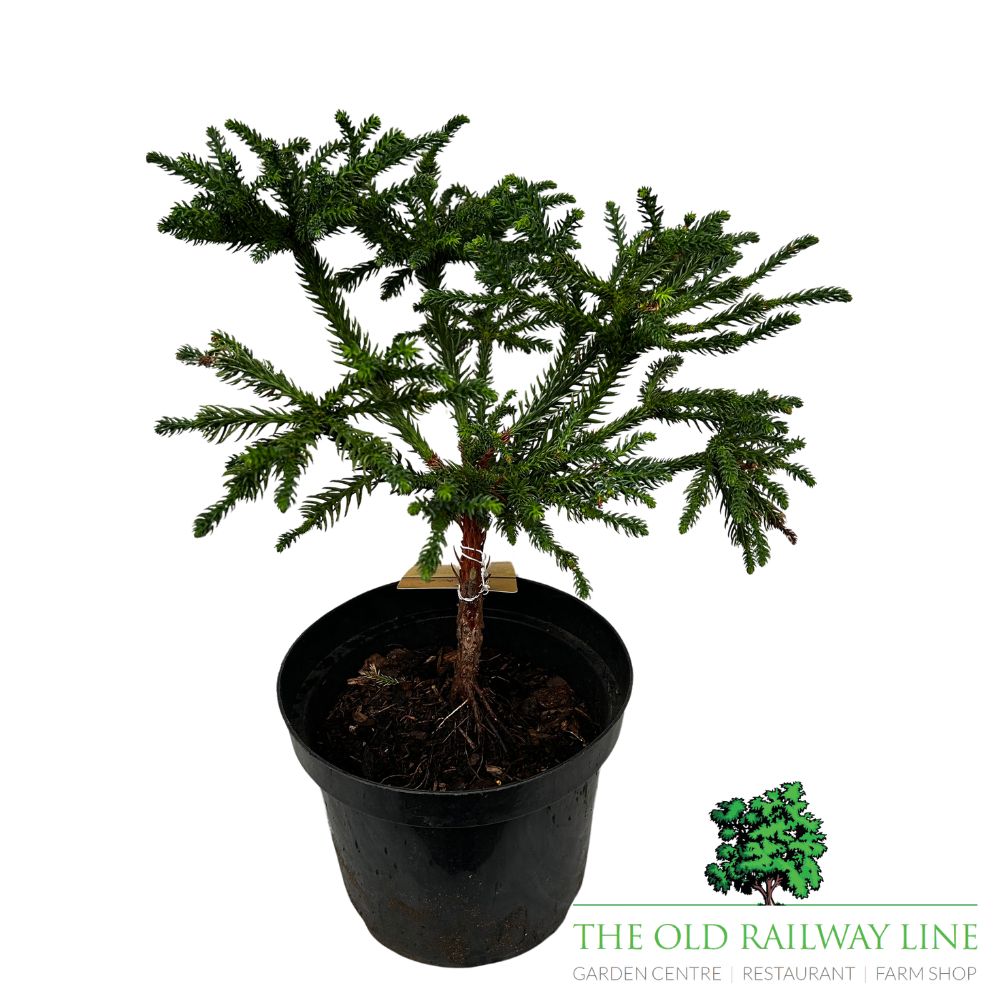 Cryptomeria 'Dinger' Conifer Plant - 4Ltr Pot