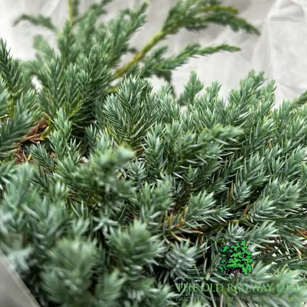 Juniperus 'Blue Carpet' Conifer Plant - 3Ltr Pot