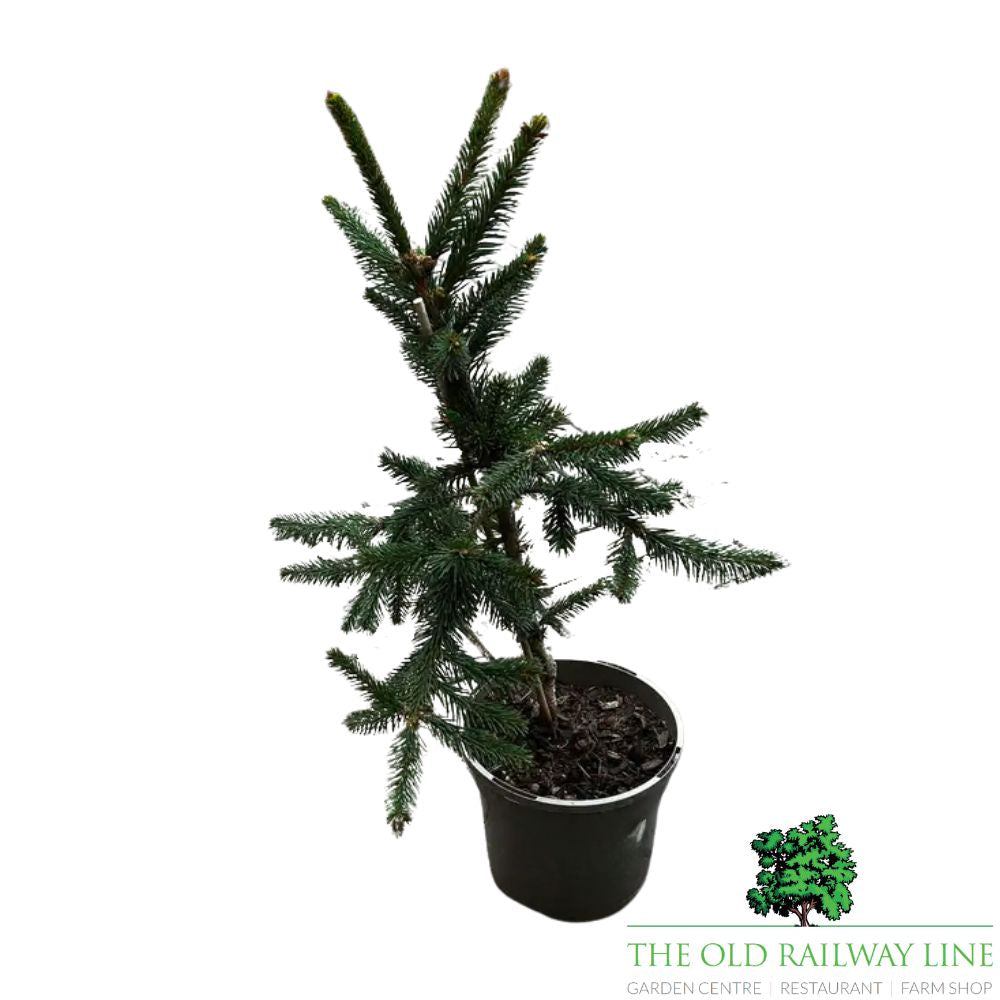 Picea 'Reflexa' Plant Conifer - 3Ltr Pot