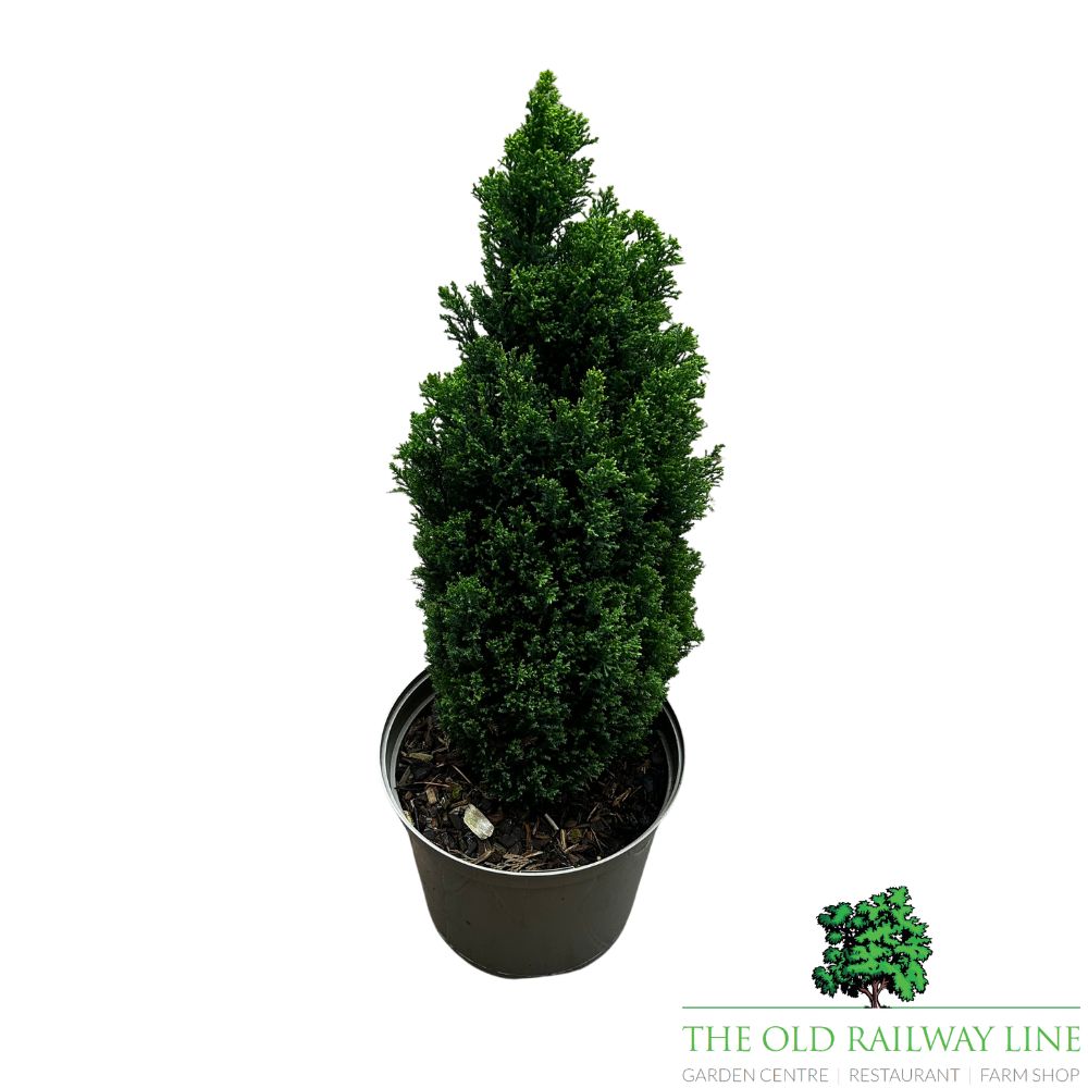 Chamaecyparis 'Ellwood's Gold Pillar' Conifer Plant - 7.5Ltr Pot