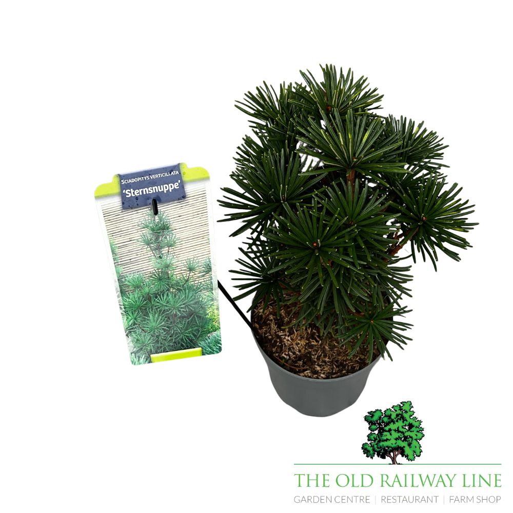 Sciadopitys Vert Sternschnuppe 5Ltr Pot (NL)