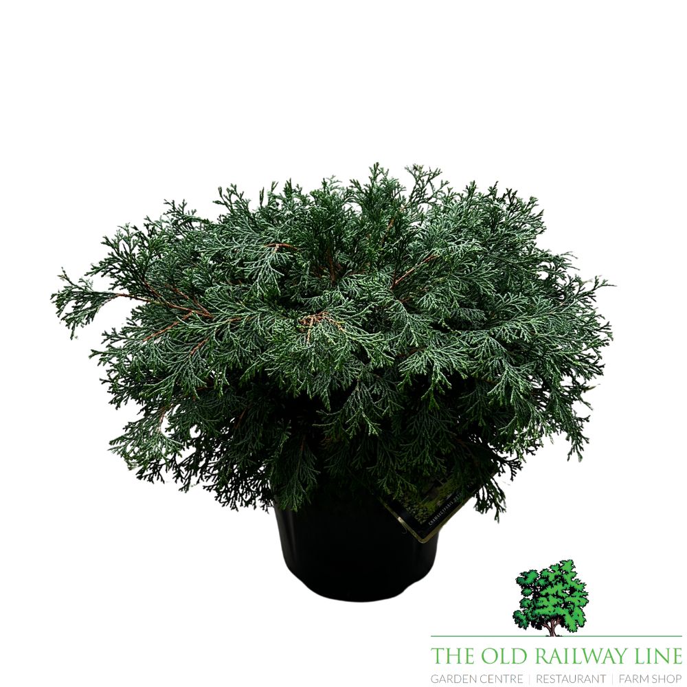 Chamaecyparis 'Pygmaea' Conifer Plant - 7.5Ltr Pot