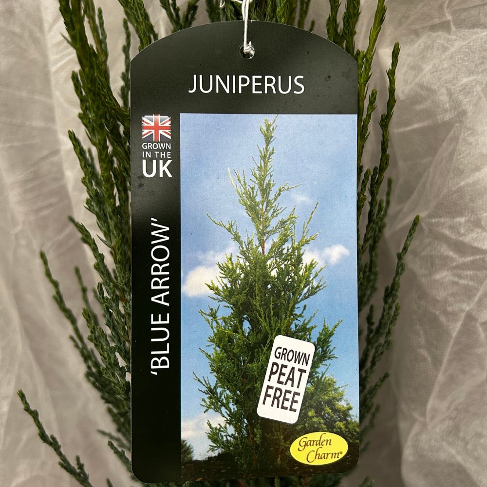 Juniperus scopulorum ‘Blue Arrow’ Juniper Plant - 3Ltr Pot