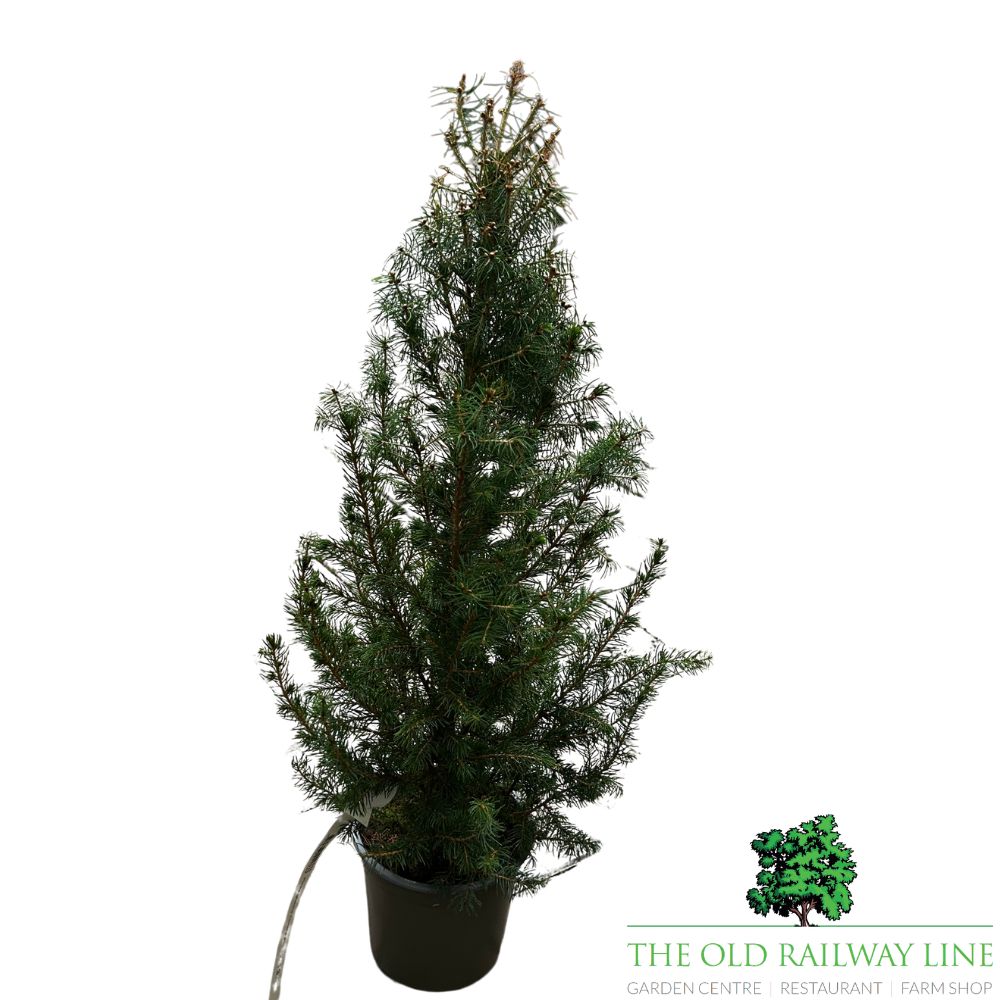 Picea 'Glauca Conica' Conifer Plant - 3Ltr Pot