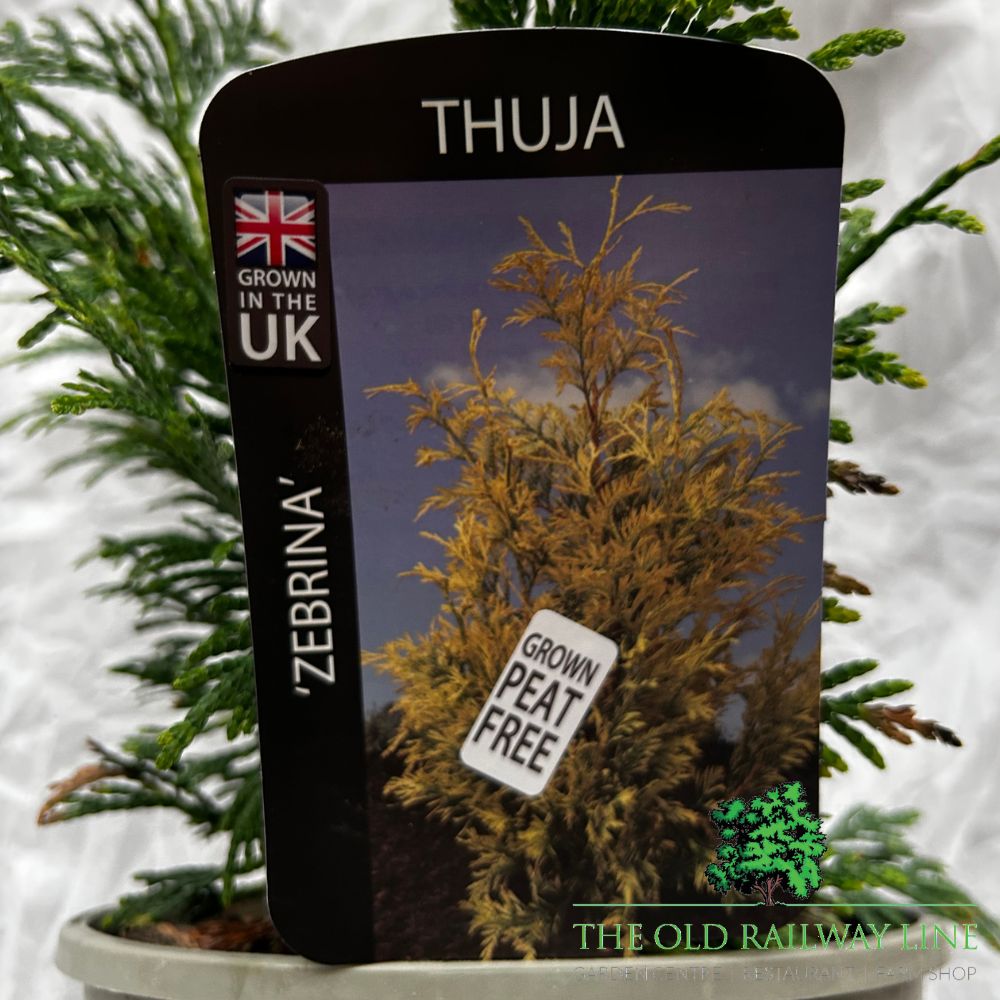 Thuja 'Zebrina' Conifer Plant - 3Ltr Pot