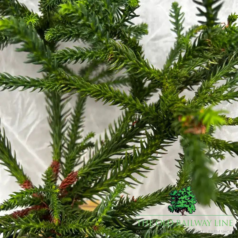 Cryptomeria 'Dinger' Conifer Plant - 4Ltr Pot