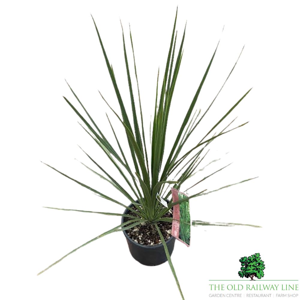 Cordyline Australis Plant - 10Ltr Pot