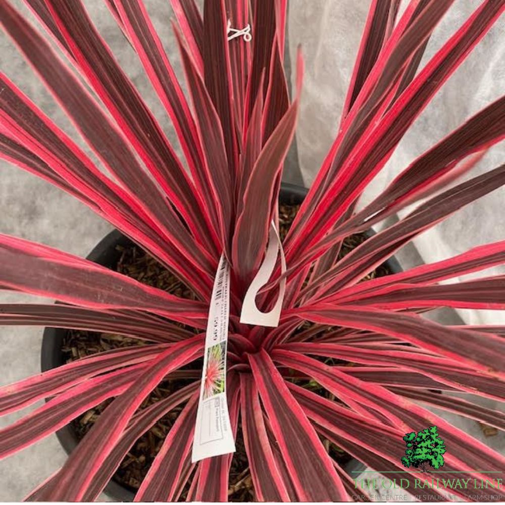 Cordyline Australis 'Charlie Boy' Plant - 10Ltr Pot