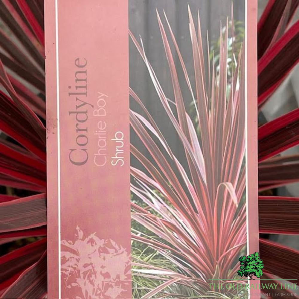 Cordyline Australis 'Charlie Boy' Plant - 10Ltr Pot