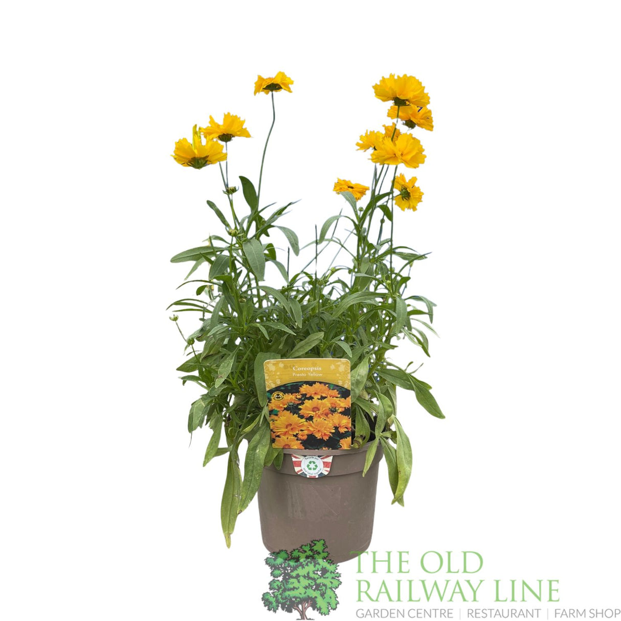 Coreopsis grandiflora 'Presto Yellow' Tickseed Plant - 2Ltr Pot