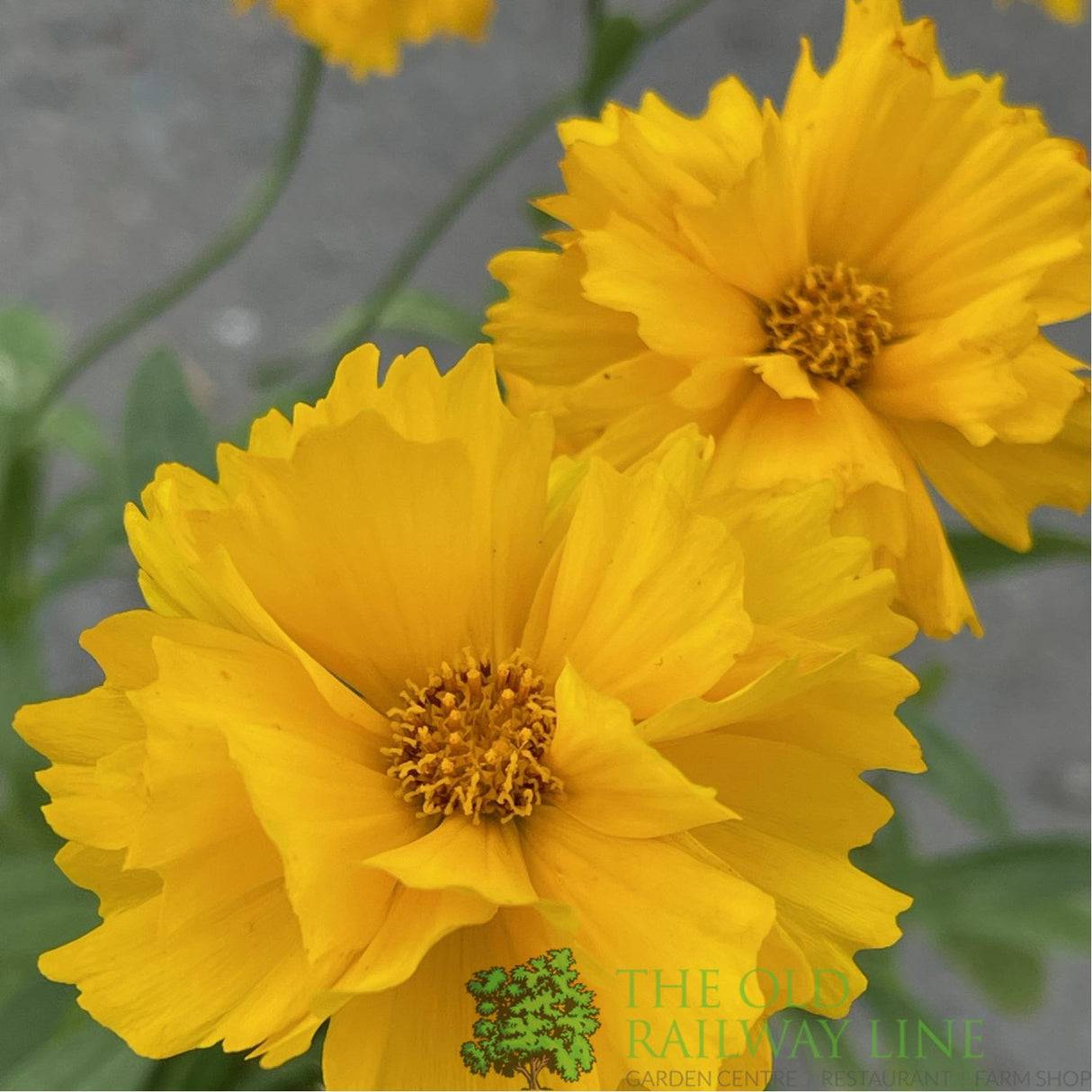 Coreopsis grandiflora 'Presto Yellow' Tickseed Plant - 2Ltr Pot