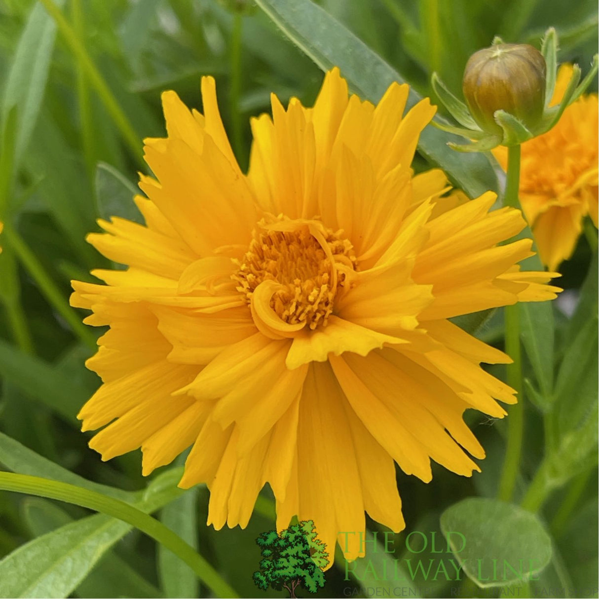 Coreopsis grandiflora 'Early Sunrise' Tickseed Plant - 3Ltr Pot